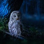 How to help reduce your impact on local wildlife with mindful outdoor lighting