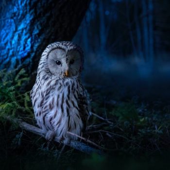 How to help reduce your impact on local wildlife with mindful outdoor lighting